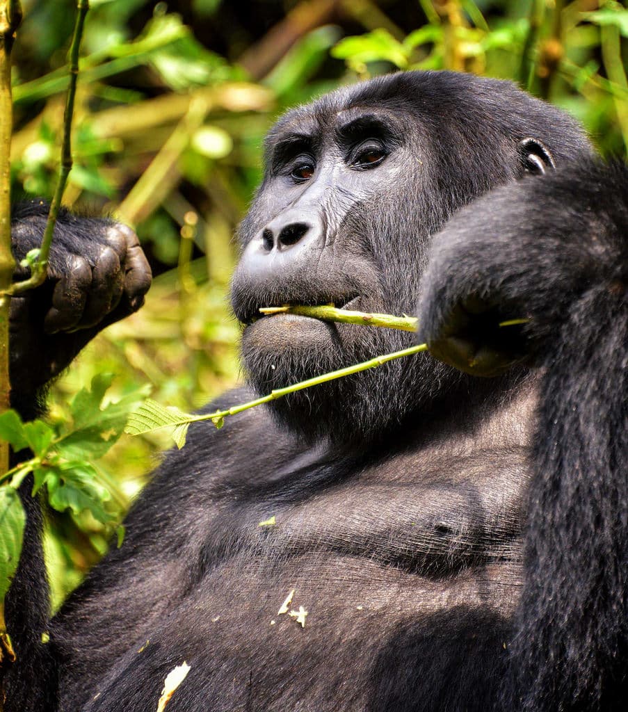 Gorila gunung sedang makan