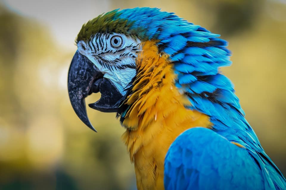 Macaw Spix sedang melihat sesuatu