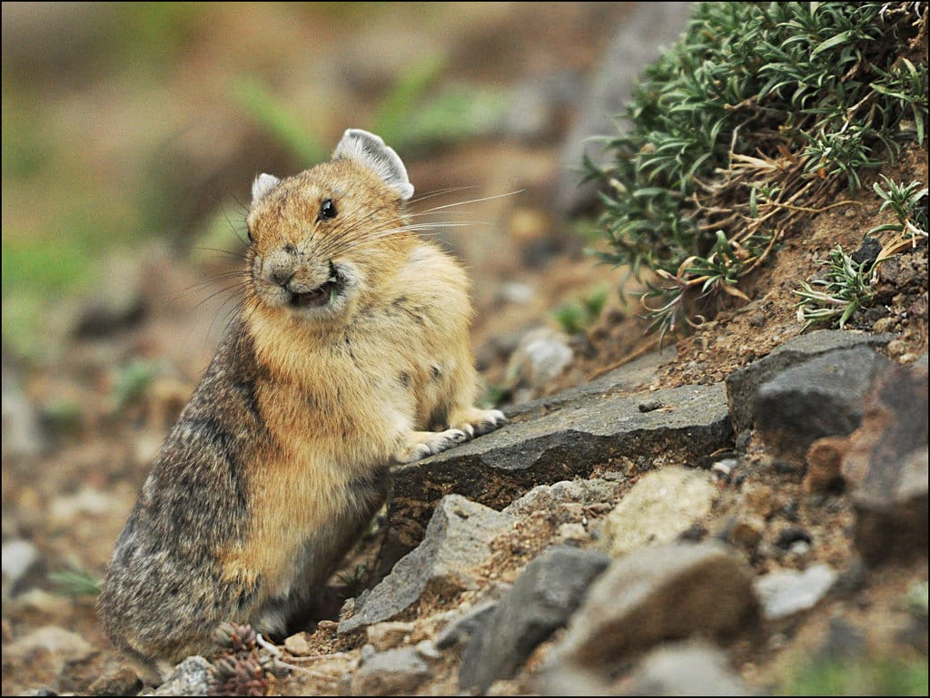 Pika adalah seekor hamster kecil yang sedang mencari makan.
