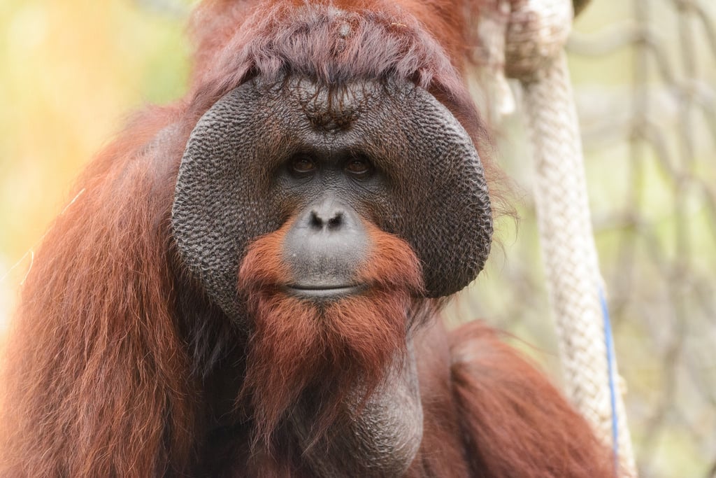 Orangutan con il suo aspetto feroce