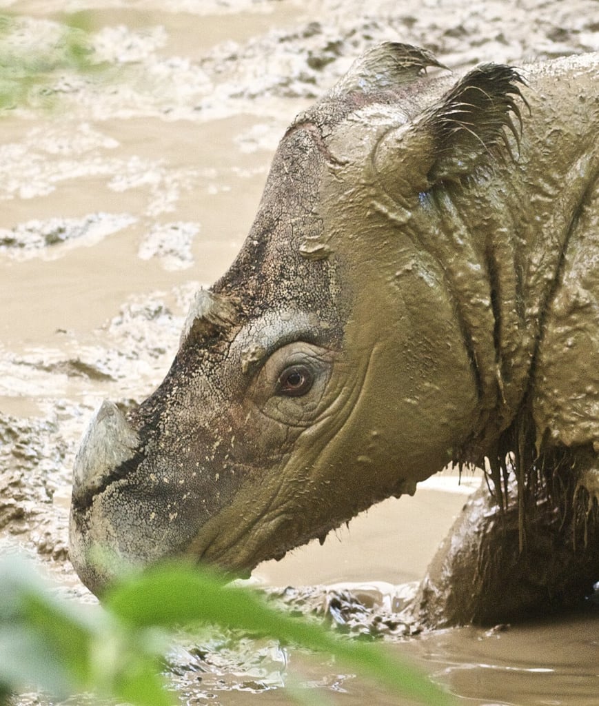 Носорог играет в грязи