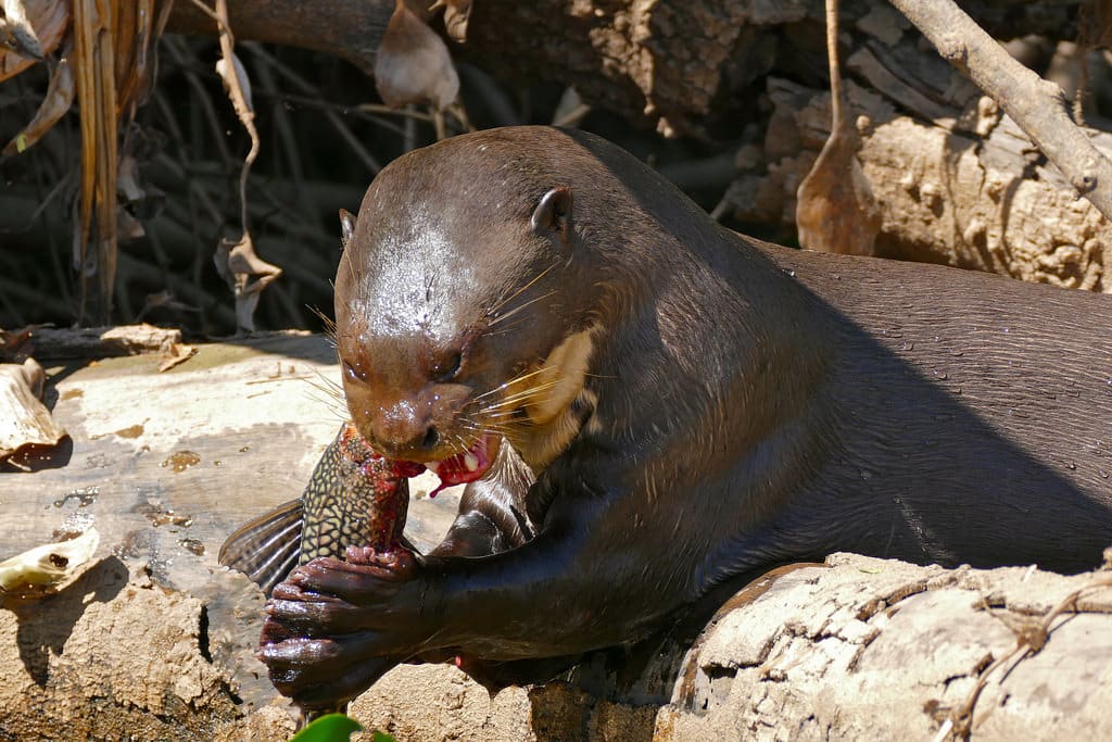 Otter frisst seine Beute