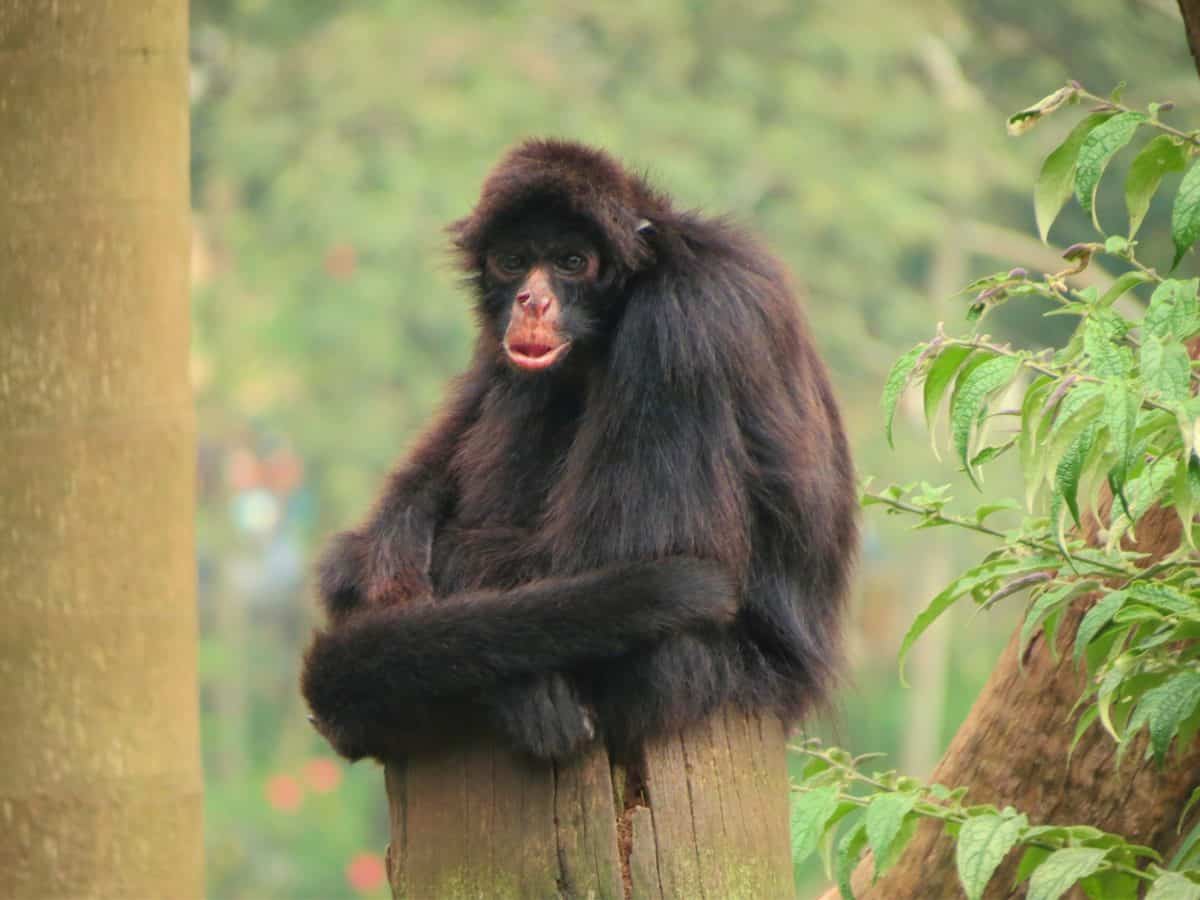 ta małpa czuje się zrelaksowana podczas siedzenia
