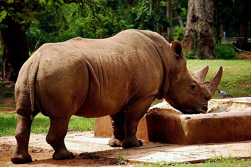 носорог пьет воду