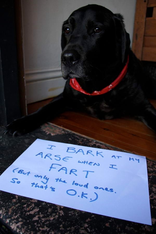 Barking Dog Dogshaming