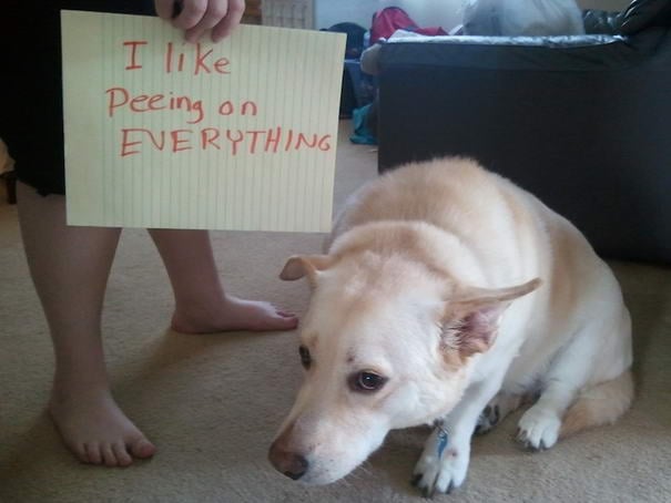 Pissing Dog - Dogshaming