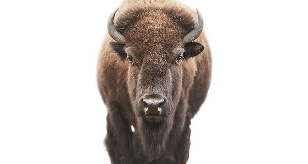 Американский бизон American Bison Animal Portraits