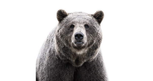 Бурый медведь Brown Bear