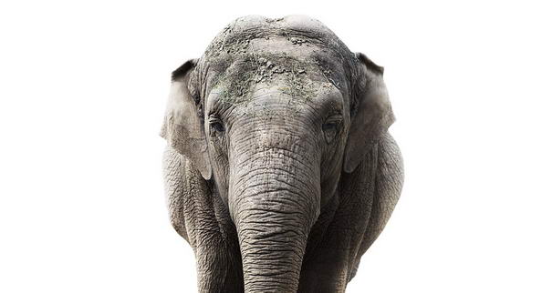 Слон Elephant