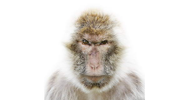 Длиннохвостая макака Long Tailed Macaque