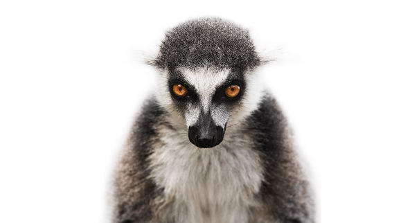 Катта Лемур Katta Lemur