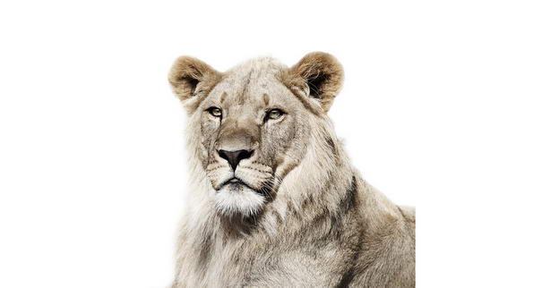 Молодой лев-самец Young Male Lion - animal portraits