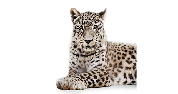 леопард Leopard - animal portraits