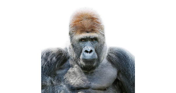 Сильвербэк Горилла Silverback Gorilla - animal portraits