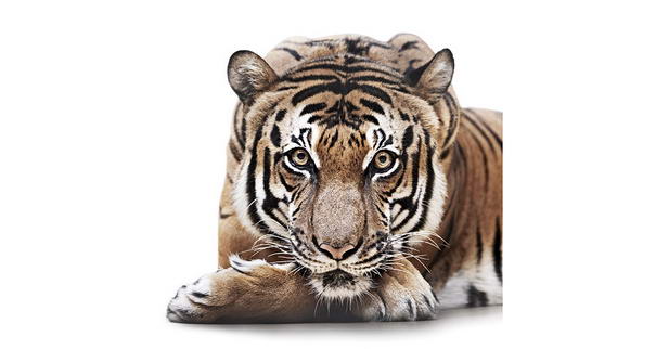 Бенгальский тигр Bengal Tiger