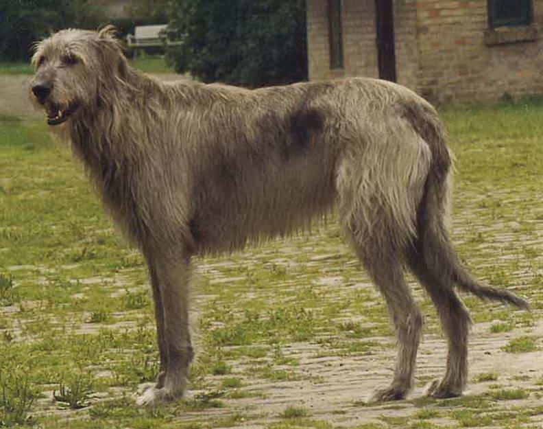Ирландский волкодав Irish Wolfhound - Largest Dog Breeds