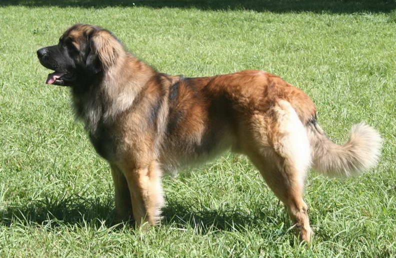Леонбергер Leonberger - Largest Dog Breeds