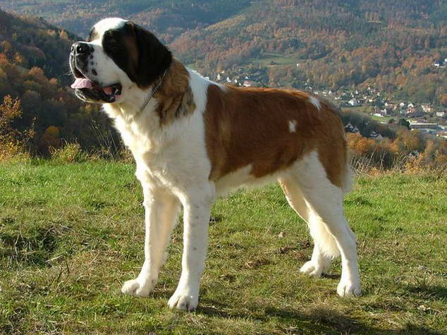 Сенбернар St. Bernard - Largest Dog Breeds