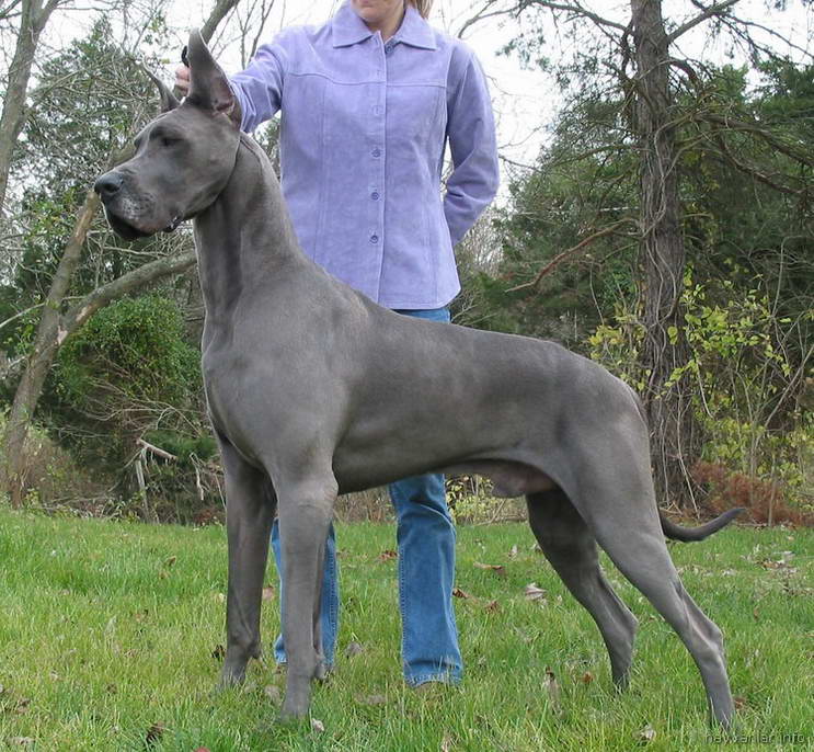 немецкий дог Great Dane - Largest Dog Breeds