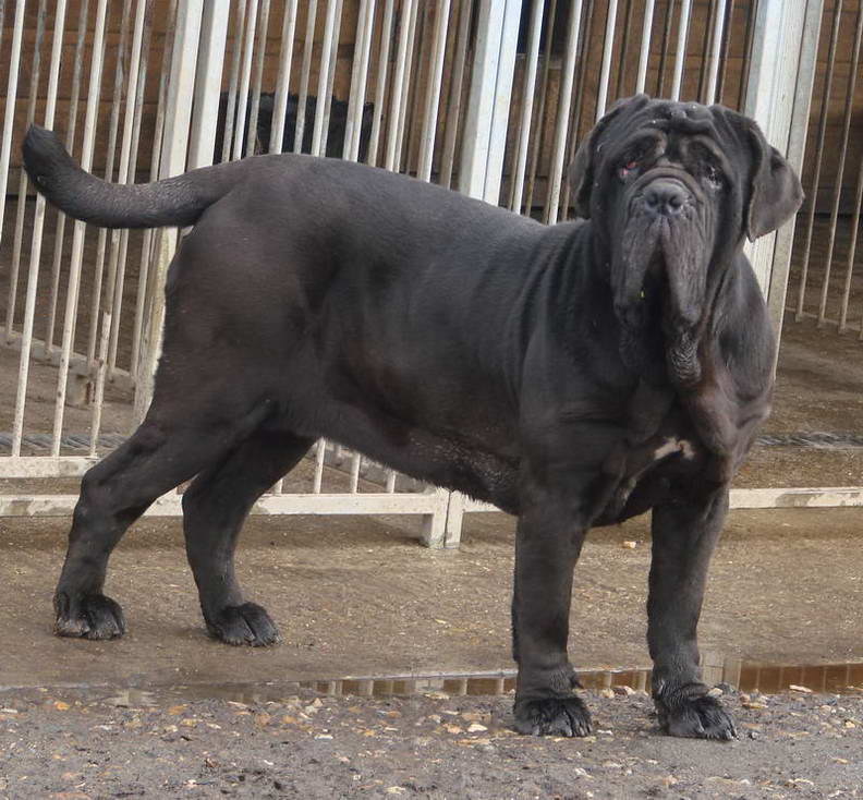 Неаполитанский мастиф Neapolitan Mastiff
