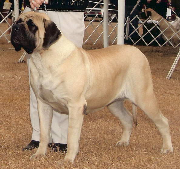 английский мастиф English Mastiff