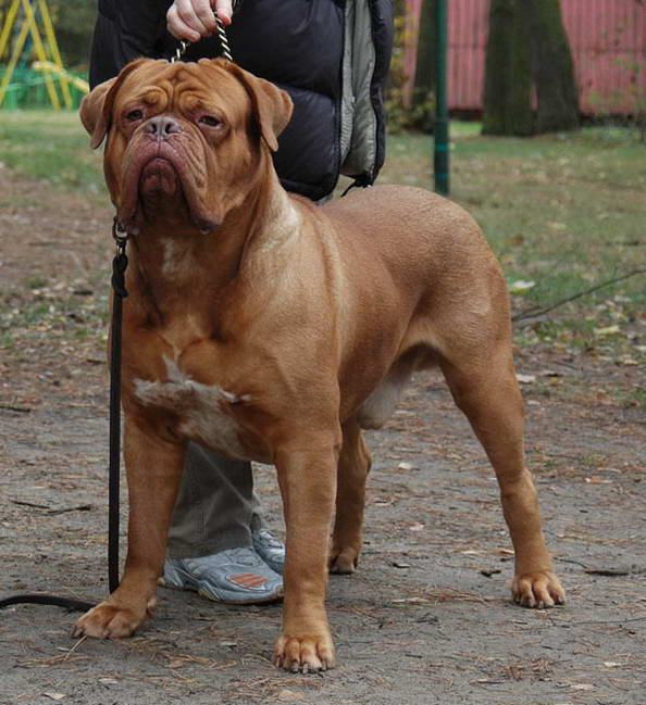 Бордоский дог Dogue de Bordeaux - Largest Dog Breeds
