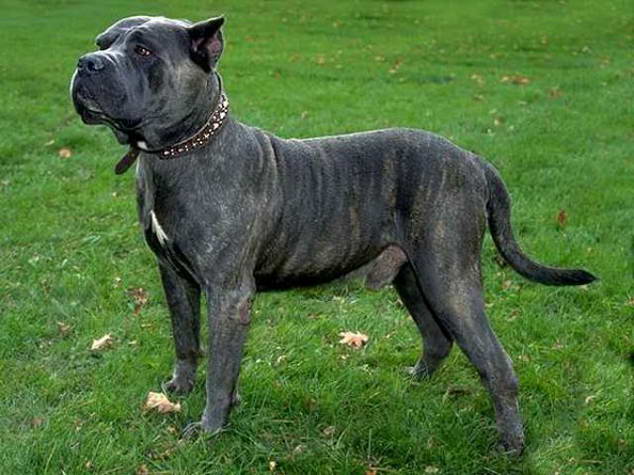 Преса Канарио Presa Canario