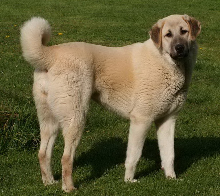 Анатолийская овчарка Anatolian Shepherd