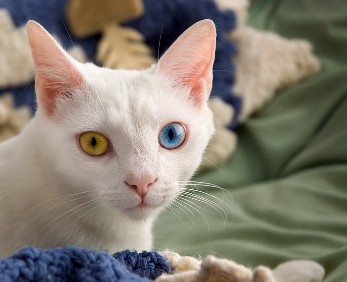 Кот