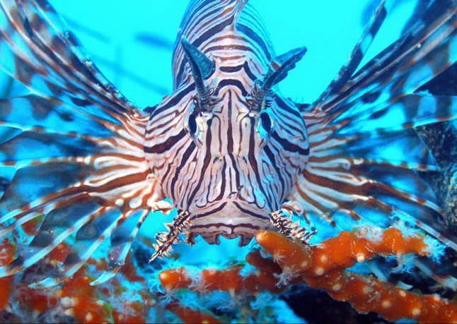 Рыба-лев Lionfish