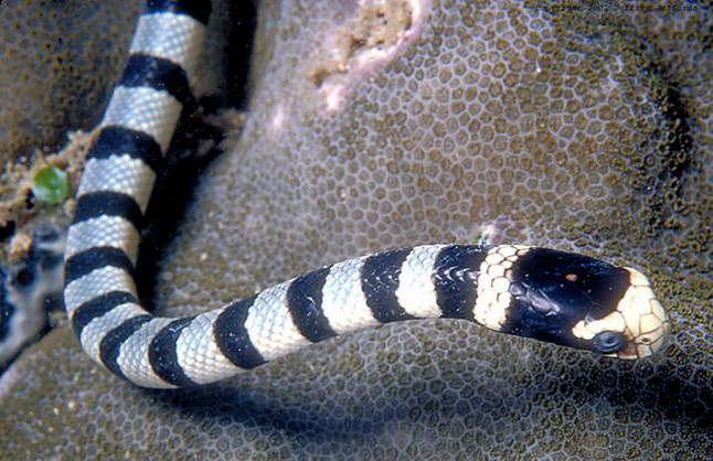 Морские змеи Sea Snakes