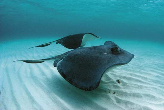 Скаты Stingrays