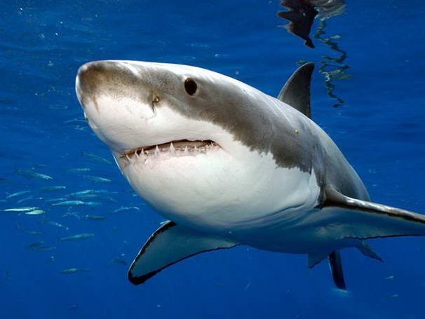 Большая белая акула Great White Shark