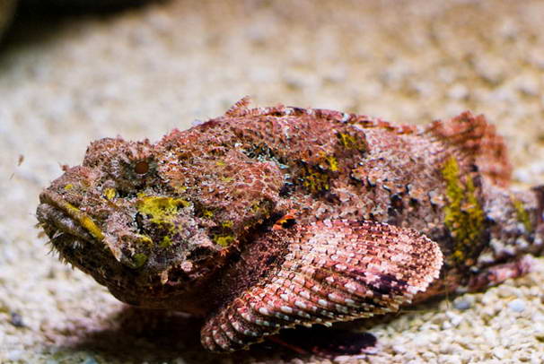 Каменная рыба Stonefish