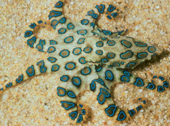 Синекольчатый осьминог Blue-Ringed Octopus
