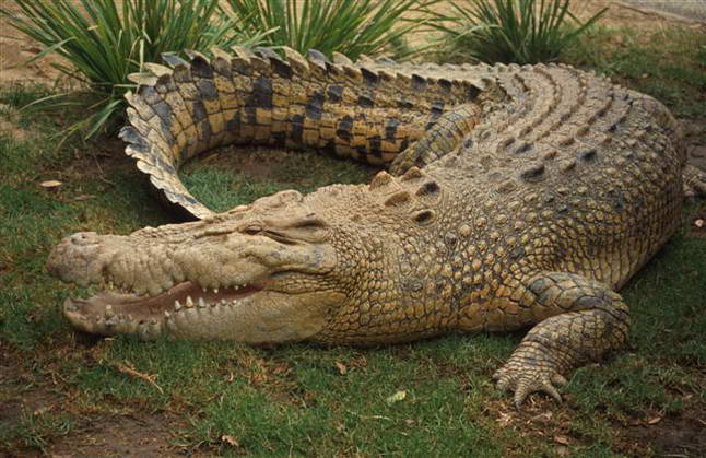 Крокодилы Crocodiles