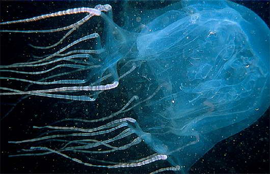 Хиронекс кубомедуза Chironex Box Jellyfish