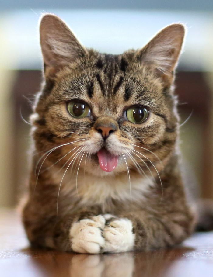 Lil Bub - Самые популярные питомцы