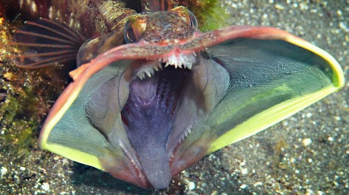 Саркастический Fringehead