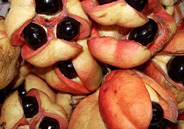 Аки Ackee - Strangest Fruits
