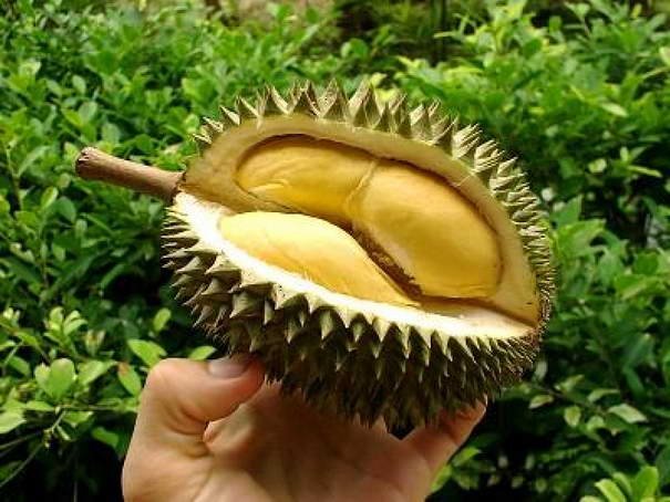 Дуриан Durian