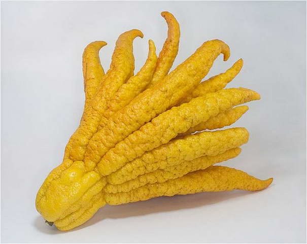 Рука Будды Buddhas Hand