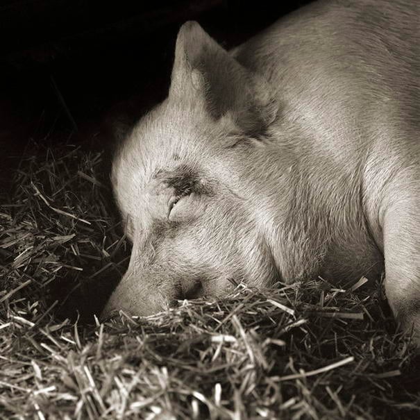 Тереза, йоркширская свинья, 13 лет Touching Portraits Teresa, Yorkshire Pig, Age 13