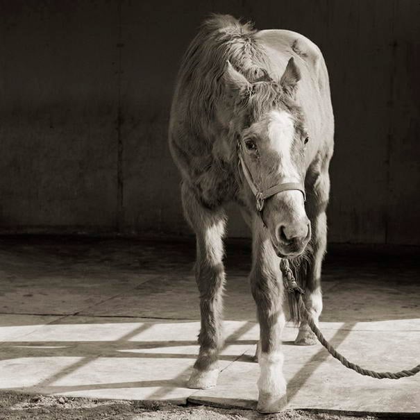 Красавец, чистокровный конь, 33 года Handsome One, Thoroughbred Horse, Age 33