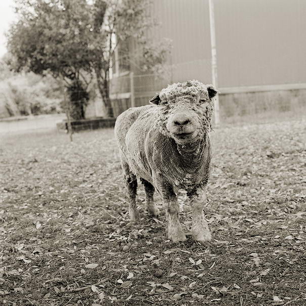 Филлис, овца породы Саутдаун, 13 лет Phyllis, Southdown Sheep, Age 13