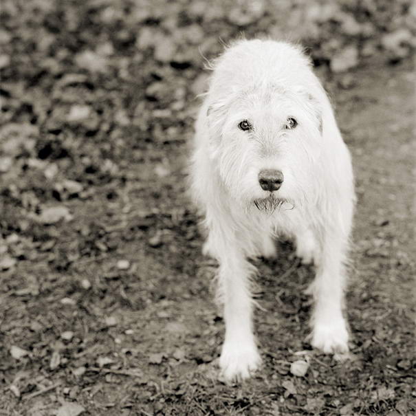 Келли, ирландский волкодав, 11 лет Kelly, Irish Wolfhound, Age 11