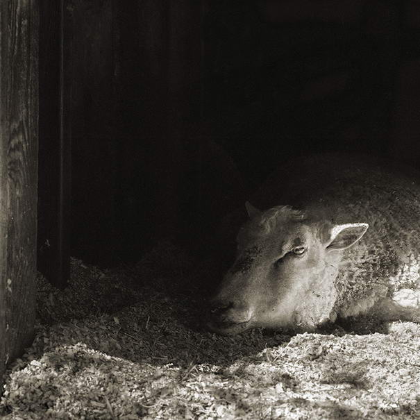 Овца Финн, 12 лет Finn Sheep, Age 12 - Touching Portraits