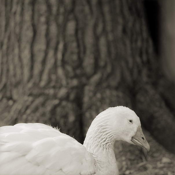 Эмбден Гуз, 28 лет, я Embden Goose, Age 28, - Touching Portraits