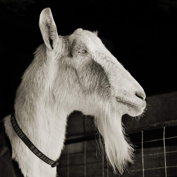 Эйб, альпийский козел, 21 год Abe, Alpine Goat, Age 21 - Touching Portraits