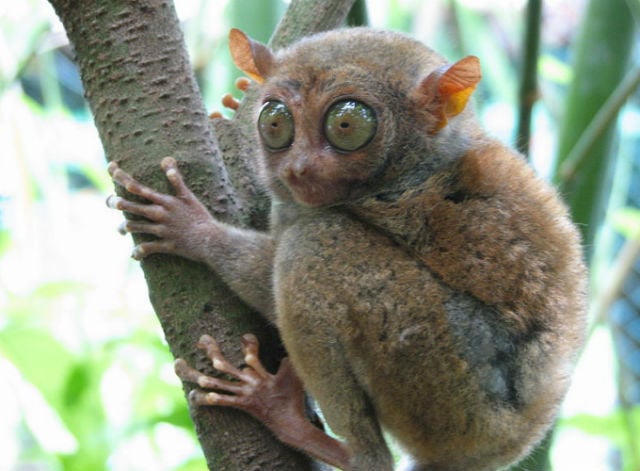Долгопят Tarsier - Most Ugliest Animals in the World